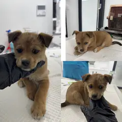 당진시 갈색&흰색 믹스견 암컷