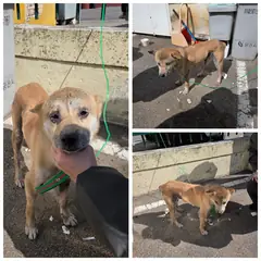 당진시 갈색&흰색 믹스견 암컷