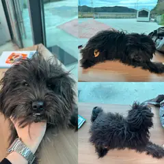 당진시 검정색 믹스견 암컷