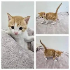 당진시 기타(노,흰) 한국 고양이 수컷