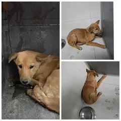 당진시 갈색 믹스견 암컷