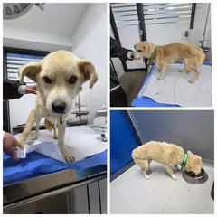당진시 기타(갈,흰) 믹스견 수컷