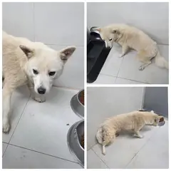 당진시 크림색 믹스견 암컷