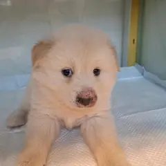 전주시 흰색 믹스견 암컷