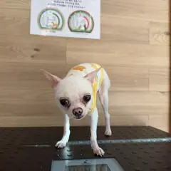 전주시 흰색 포메라니안 수컷