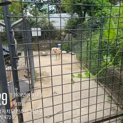 전주시 갈색 믹스견 암컷