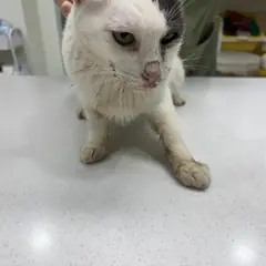 전주시 흰색/검은색 얼룩무늬 한국 고양이 수컷