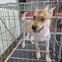 전주시 갈색 믹스견 수컷