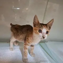 전주시 기타(삼색) 한국 고양이 암컷