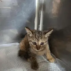 전주시 기타(검갈색) 한국 고양이 암컷