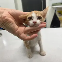 전주시 레몬색&흰색 한국 고양이 암컷