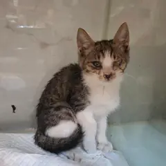전주시 기타(고등어) 한국 고양이 수컷