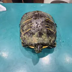 전주시 기타(청갈색) 기타축종 암컷