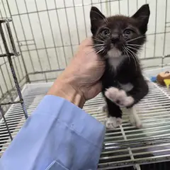 전주시 기타(검정흰색) 한국 고양이 수컷