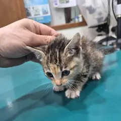 전주시 검은색흰색황토색조합 한국 고양이 암컷