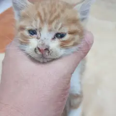 전주시 레몬색&흰색 한국 고양이 수컷