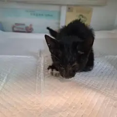전주시 기타(흰색검정) 한국 고양이 수컷