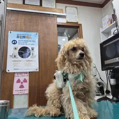 전주시 살구색 푸들 수컷
