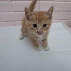 전주시 기타(흰색갈색) 한국 고양이 수컷