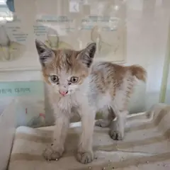 전주시 기타(흰색갈색) 한국 고양이 수컷