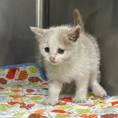 전주시 레몬색&흰색 한국 고양이 수컷