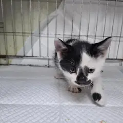 전주시 기타(흰색검정) 한국 고양이 수컷