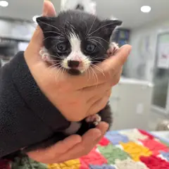 전주시 흰색/검은색 얼룩무늬 한국 고양이 암컷