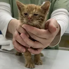 전주시 레몬색&흰색 한국 고양이 암컷