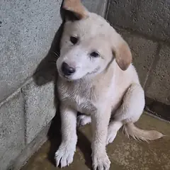 군산시 흰색 믹스견 수컷