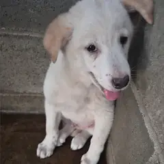 군산시 흰색 믹스견 수컷