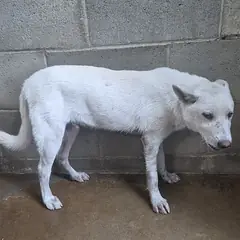 군산시 흰색 믹스견 수컷