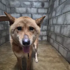 군산시 갈색 믹스견 암컷