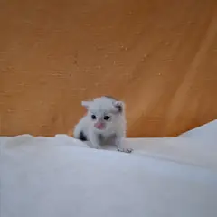 군산시 기타(검/흰) 믹스묘 수컷