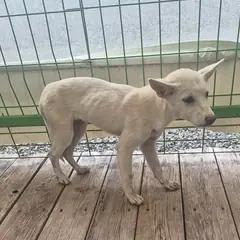 군산시 흰색 믹스견 암컷