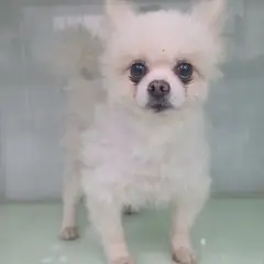 군산시 흰색 포메라니안 수컷