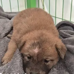 군산시 갈색 믹스견 암컷