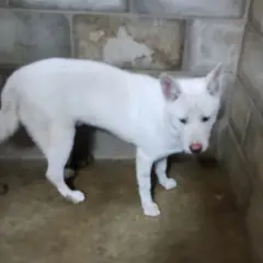 군산시 흰색 믹스견 수컷