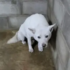 군산시 흰색 믹스견 암컷
