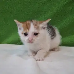 군산시 기타(삼색) 믹스묘 암컷