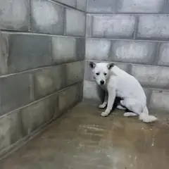 군산시 흰색 믹스견 수컷