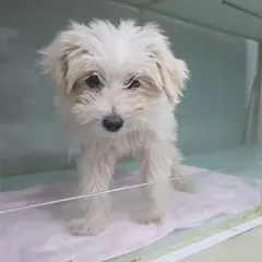 군산시 흰색 믹스견 암컷
