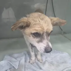 군산시 갈색&흰색 믹스견 수컷
