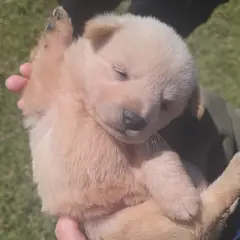 군산시 흰색 믹스견 수컷