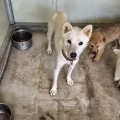 익산시 흰색 진도견 암컷