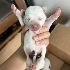 익산시 흰색 믹스견 수컷