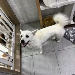 익산시 흰색 믹스견 수컷