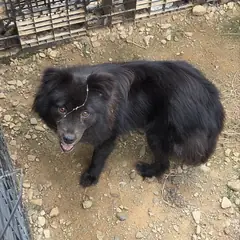 익산시 검정색 믹스견 암컷