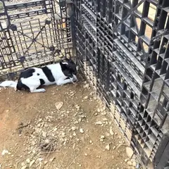 익산시 검정&흰색 믹스견 암컷