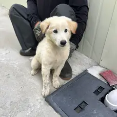 익산시 흰색 믹스견 수컷