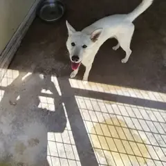 익산시 흰색 진도견 수컷